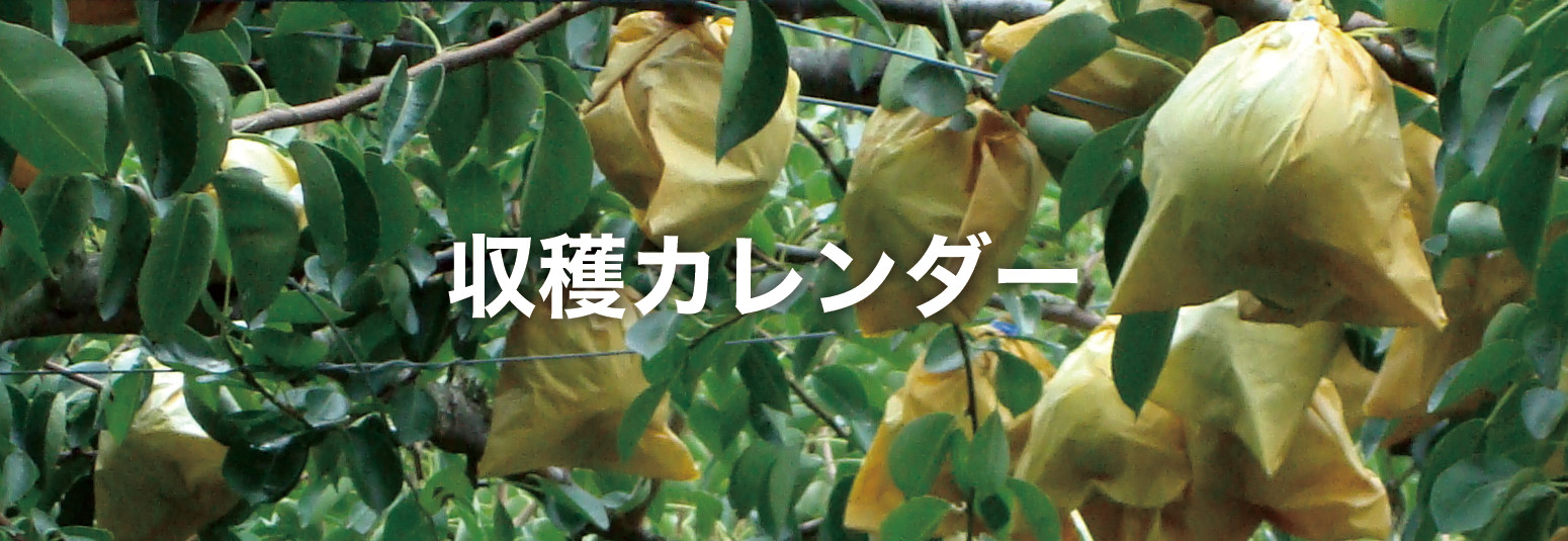 収穫カレンダー