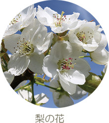 梨の花
