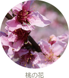 桃の花