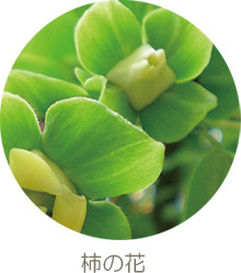 柿の花