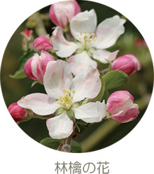 林檎の花